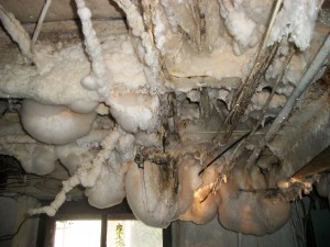 mold-picture